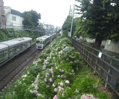 Hydrangea blooming everywhere in rainy season in Japan (Source: internet) 