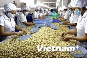 Cashew nut processing (Source: VNA)