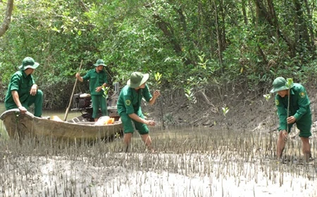 Youth volunteers tend to young trees in the Can Gio mangrove forests in HCM City (Photo: VNA)