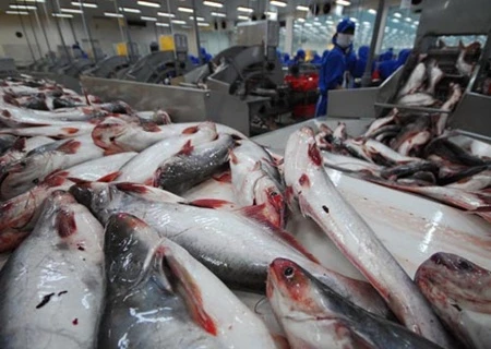 Tra fish has brought home more than 1.8 billion USD on a yearly basis from 150 countries and territories worldwide (Photo: baocongthuong)