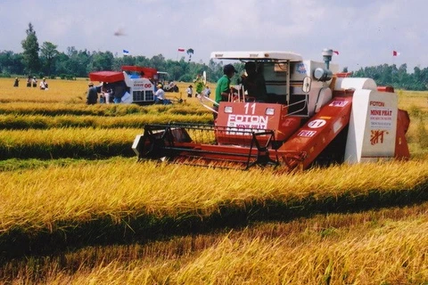 A combine works on rice fields in An Giang province (Photo: VNA)