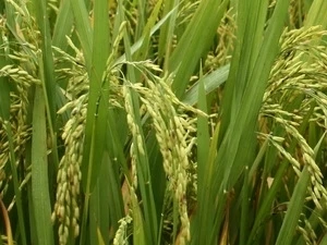 August sees slight rise in rice exports (Photo: VNA)