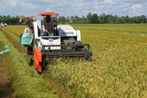 Rice harvest in Hau Giang province (Photo: VNA)