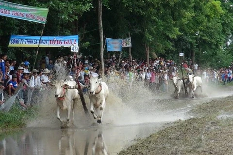 Bull race at the festival (Photo:VNA)