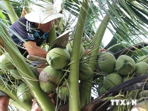 Ben Tre coconuts (Photo: VNA)