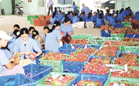 Workers select dragonfruits for export at Hoang Hau Dragon Fruit Farm Co,Ltd in central Binh Thuan Province's Ham My Commune. The State Bank of Viet Nam should consider loosening monetary policy to stimulate economic growth, young entrepreneurs said. — VN