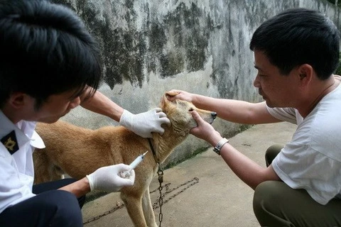 A dog is vaccinated against rabies (Photo: VNA)