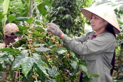 Farmer is harvesting coffee beans (Photo:VNA)