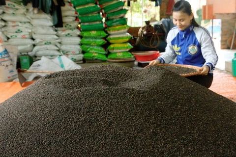 Pepper is prepared for processing (Photo: VNA)