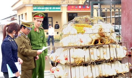 Inspectors check a vehicle transporting chicken at Quarantine Station No 5 in Hanoi (Photo: VNA)