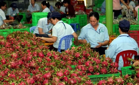 Workers of a vegetable and fruit company in central Binh Thuan province process fruits for export (Photo: VNA)