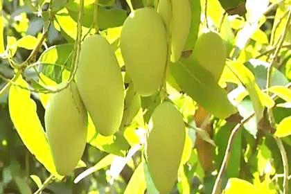 Dong Thap has nearly 10,000ha under mango, mostly of the Cat Chu variety (Photo: vtv)