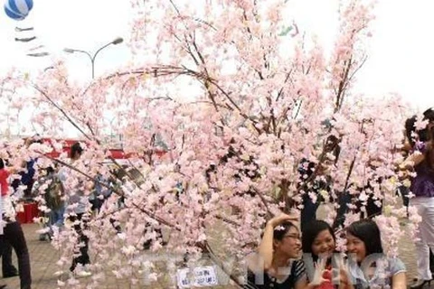Visitors to a display of Japan's cherry trees in Vietnam (Photo: VNA) 