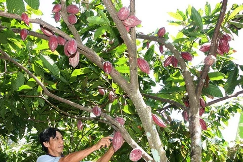 Cocoa planting in Ben Tre (Source: VNA)