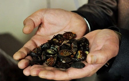 A farmer presents dried wingless cockroaches produced by his farm in the northern province of Bac Ninh (Photo: laodong.com.vn)
