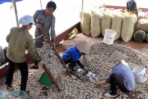 Clams are selected in Giao Thuy district, Nam Dinh province (Photo: VNA)