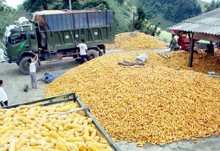 Farmers harvest maize in the northern province of Son La. Experts said that farmers could boost maize yields by applying more advanced technology. (Photo: VNA/VNS)