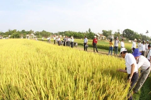 Vietnam needs to create an international brand name for its rice (Photo: VNA)