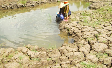 In the 2010-11 winter-spring rice crop, Tra Vinh lost around 10,000ha of rice because of a water shortage (Photo: VNA)