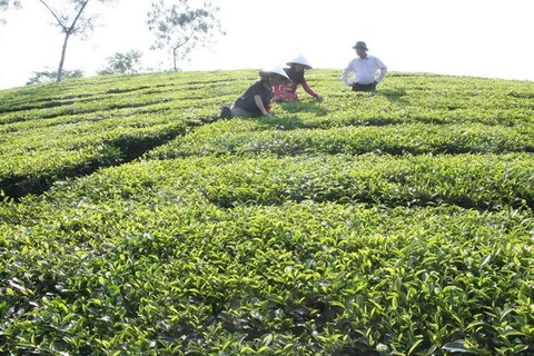 Harvesting tea in Phu Tho (Source: VNA)