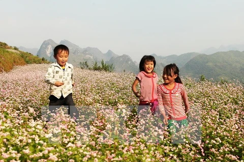 Tam giac mach blossom over hills in Bac Ha and Si Ma Cai districts, Lao Cai province, become a must-see scene by traveling-lovers across the country (Photo: VNA) 