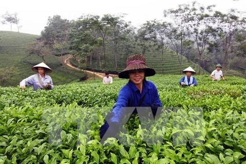 Farmers harvest tea (Photo: VNA)