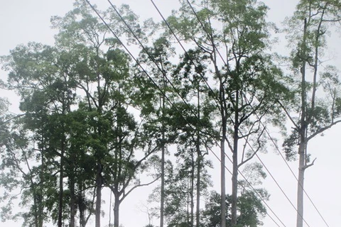 The copse of century-old Cho Chi in Phu Nam commune, Bac Me District, Ha Giang Province. Photo: hagiang.gov