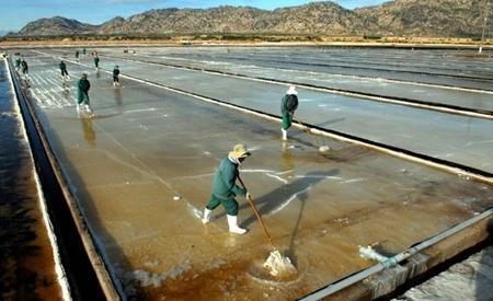 Ha Long Production Development and Investment Co workers produce salt in the south-central province of Ninh Thuan. - Photo: VNA/VNS 