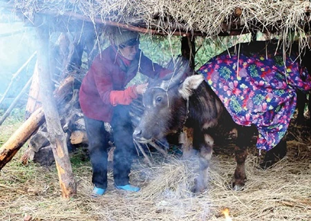 A farmer burns straw and puts a blanket over her buffalo to keep it warm during the cold weather in the northern mountainous province of Lang Son (Photo: VNA)