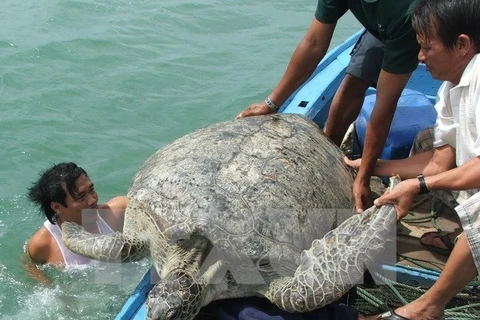 An endangered turtle is released into the nature (Photo: VNA)