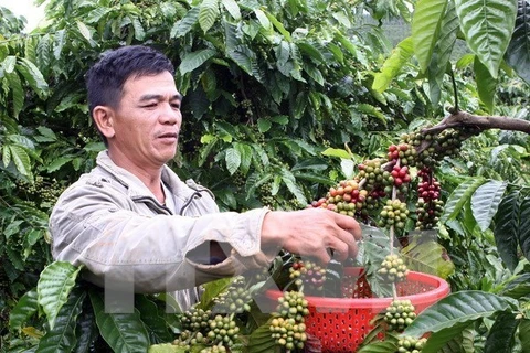 Coffee harvesting in Dong Nai province (Photo: VNA)