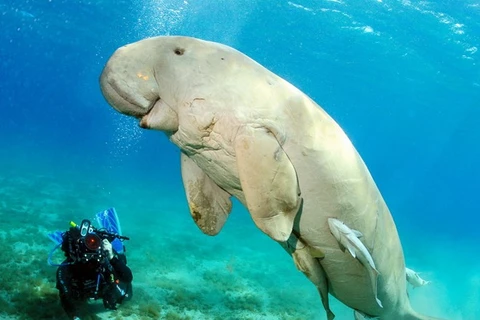 A sea cow (Photo: glogster.com)