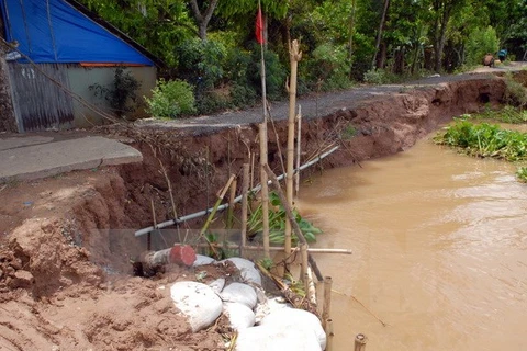 Hundreds of sites along local riverbank are currently vulnerable to erosion (Source: VNA)