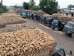 Around 3 million tonnes of cassava products are exported every year, bringing home more than 1.3 billion USD (Photo: VNA)