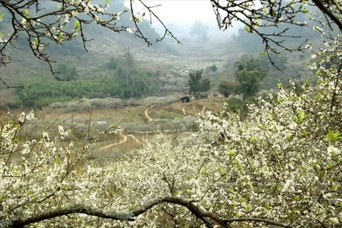 Plum flowers seen along a path leading to Ngu Dong Ban On, a cave system near the farm town of Moc Chau (Photo: VNA)