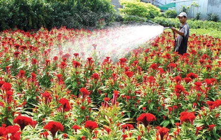 A farmer in HCM City's Go Vap suburban district waters his flowers (Photo: VNA)