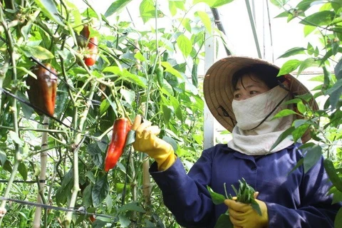 A clean vegetable growing model in Ha Nam province (Source: VNA)