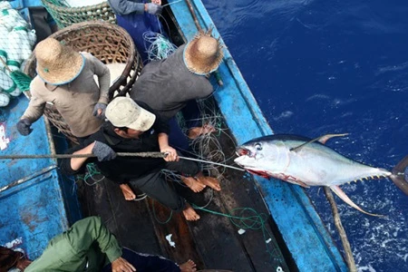 Fishermen in central coastal province of Binh Dinh catch tuna which meets standards for export. Photo: VNA