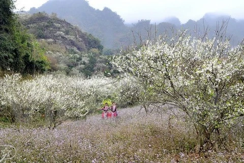 Plum blossoms (Source: VNA)