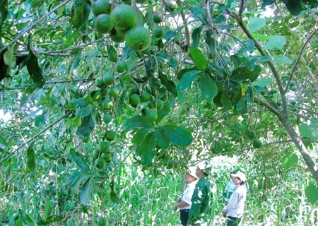 People visit a macadamia garden on a farm. (Photo: VNA) 