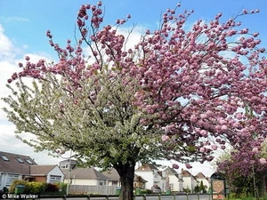 Japan is known as "Sakura" country (Photo: VNA)