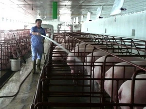 Vietnam to step up beef cattle farming 