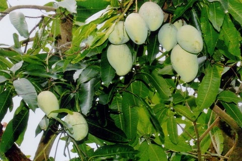 Hoa Loc sweet mangos (Photo: VNA)