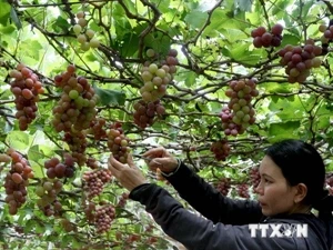Grape harvesting in central Ninh Thuan province. (Photo: VNA)