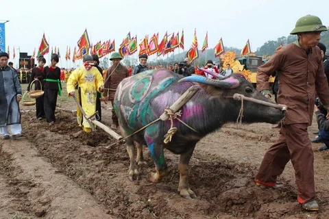 The ploughing ceremony at the festival. Photo: VNA