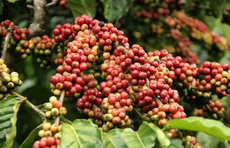 Viet Nam is currently the world's leading exporter of robusta coffee (Photo: vietstock.vn)
