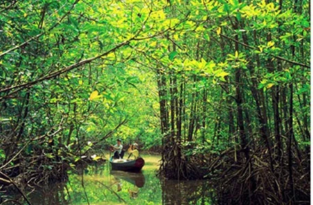 Mangrove forest in Soc Trang province (Photo: http://unescovietnam.vn)