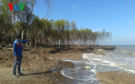 Recent sea water levels have eroded and destroyed parts of the preventive forest in the Go Cong coastal region, Tien Giang province (Photo: vov.vn)