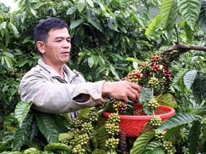 Coffee growing in Dak Lak province (Photo: VNA)