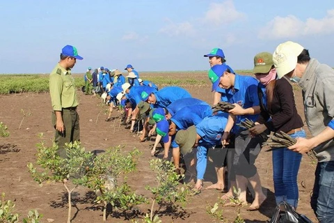 Youngsters plant mangroves at a coastal protection forest in Soc Trang province (Photo: VNA)